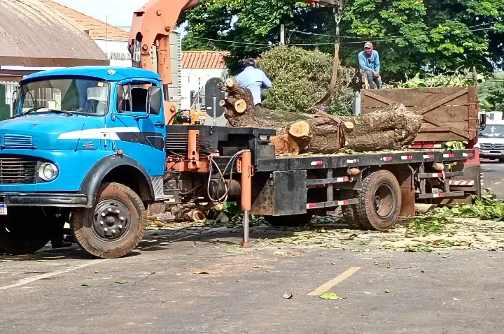 Arvoricídio Urbano: A Triste Rotina do 