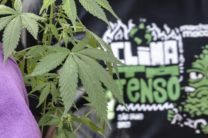 Flagrante por drogas gera mais prisão preventiva do que outros crimes