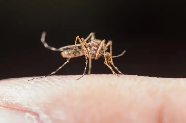 Ibiporã não registra novos casos de dengue há quase um mês