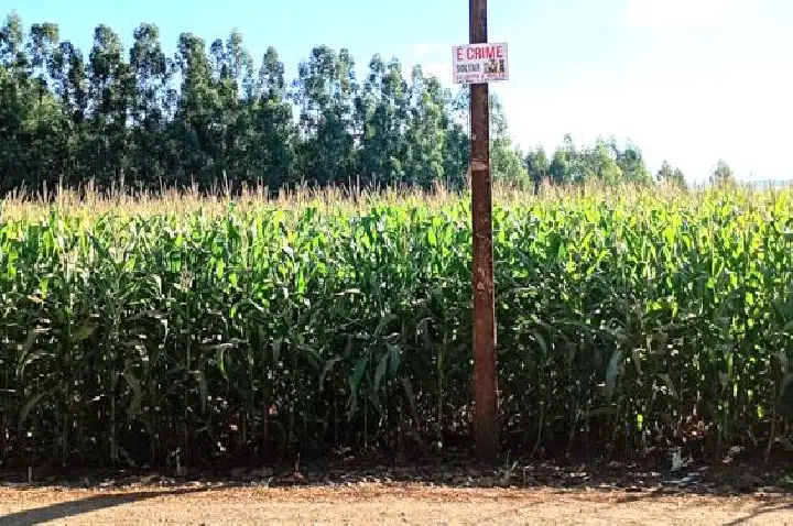 Moradores do Balneário Tibagi, em Ibiporã, mobilizam-se contra o abandono de cães e gatos utilizando placas de alerta sobre a legislação federal de proteção animal