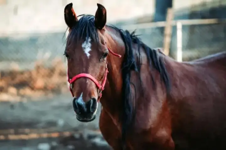 Prefeitura reajusta contrato com empresa que recolhe animais de grande porte abandonados nas ruas