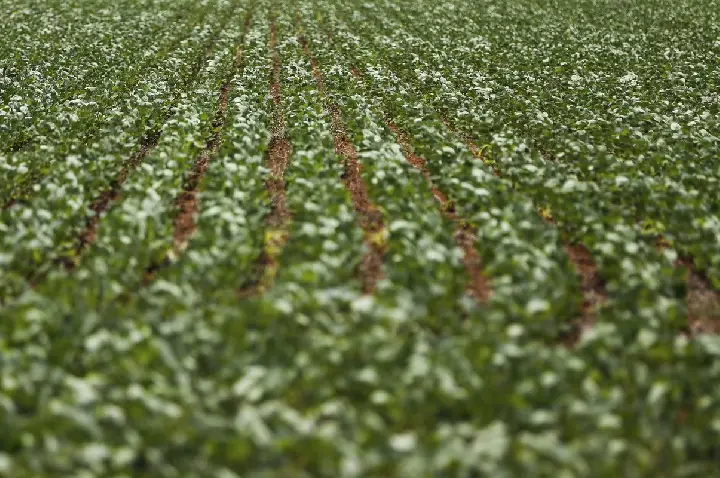 Reunião com bancada do agro termina sem acordo sobre dívidas rurais