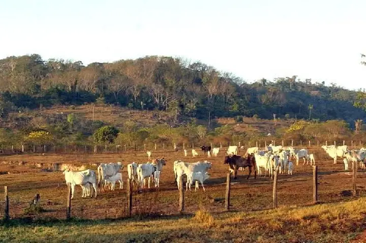 STF mantém lei que limita compra de terras por empresas estrangeiras