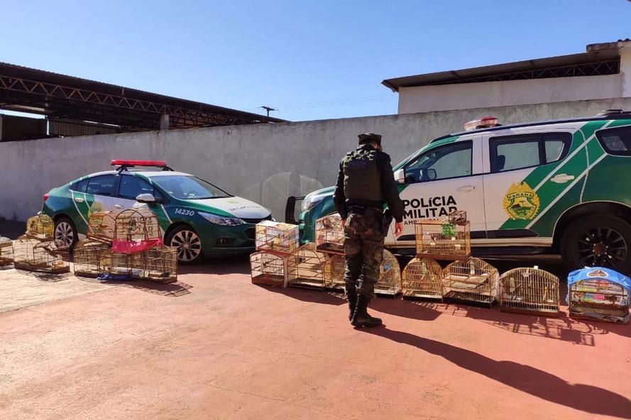Polícia Ambiental, aumenta o cerco contra colecionadores de aves silvestres