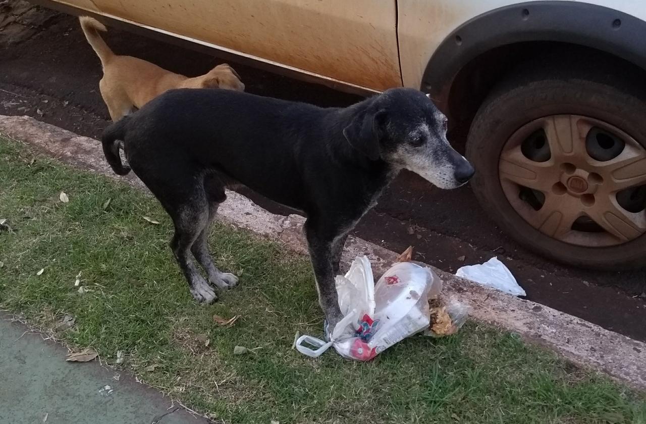 Porque os cães reviram o lixo?