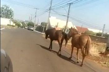 Cavalos soltos continuam sendo ignorados pela administração municipal
