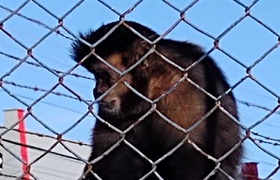 Macacos-prego surpreendem moradores de Ibiporã