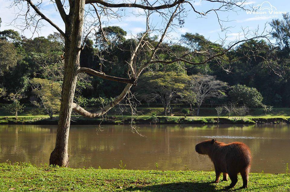 Prefeitura reabre Parque Arthur Thomas à visitação a partir de sexta-feira (28)