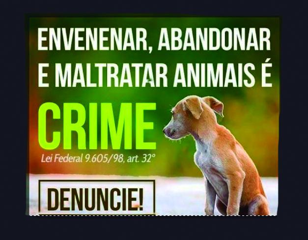 Cães mortos em chácara pode ter sido envenenados