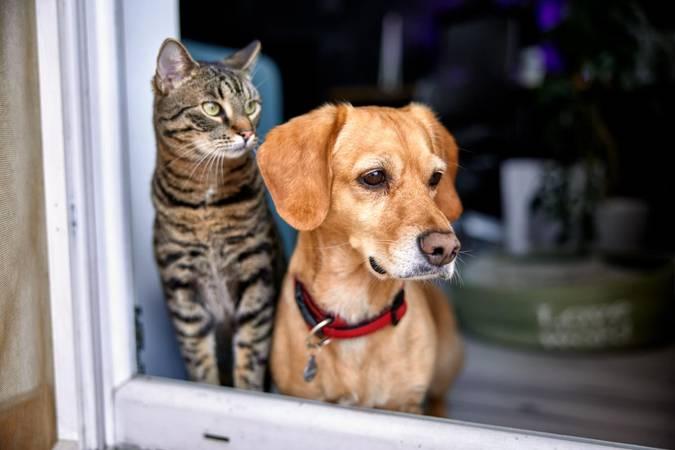 CMA aprova proibição de piercings e tatuagens em cães e gatos