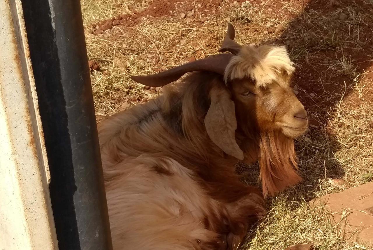 Vaca e bode são encontrados amarrados em poste e grade de portão, sem água e alimentação