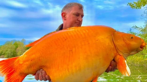 Pescador captura carpa dourada com 30 kilos em lago na França