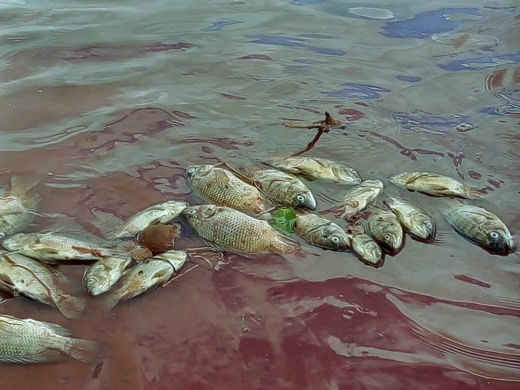 Água esverdeada e fétida, espumas, e peixes mortos aparecem no Lago Beltrão Park