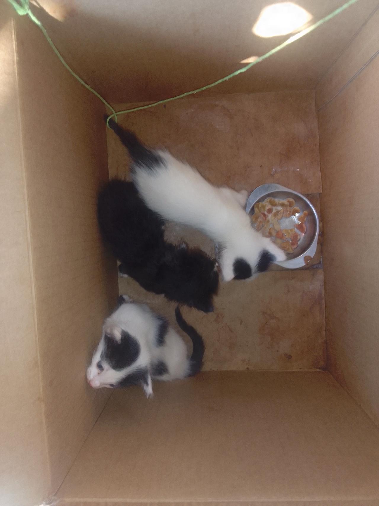 Abandonar animais é crime. Três gatinhos são abandonados em uma caixa de papelão