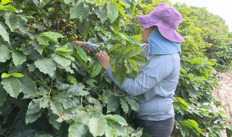 Colheita da safra de café começa no Norte do Paraná