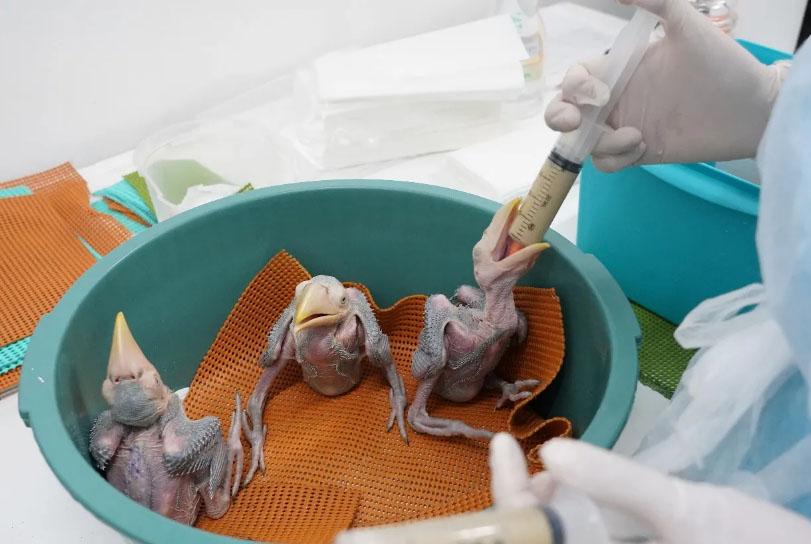 Veja como estão aves nascidas de ovos encontrados em sutiã de passageira no aeroporto de Foz do Iguaçu