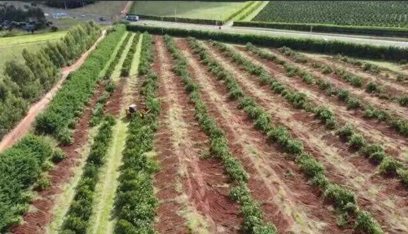 Paraná decreta Estado de Emergência Fitossanitária por conta da 'doença das cítricas'