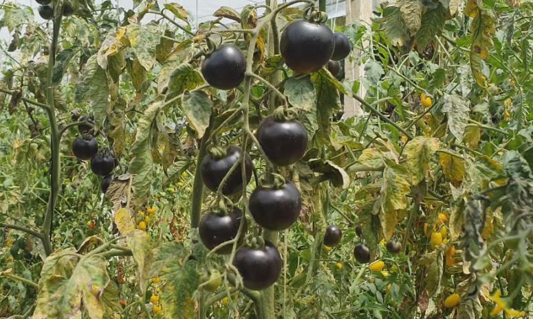 Tomate preto: família cultiva variedade exótica no Paraná