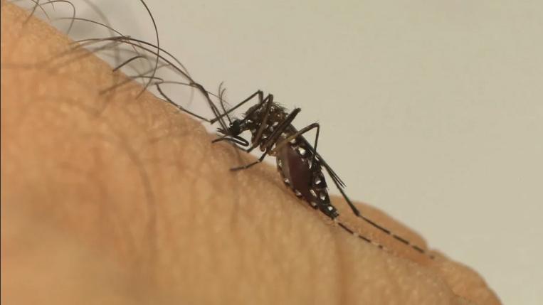 Paraná confirma 14 novas mortes e chega a mais de 73 mil casos de dengue