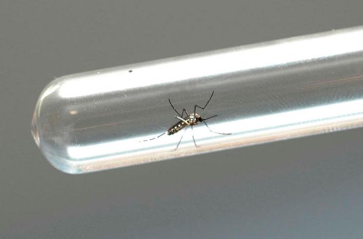 Bebê morre horas após nascer em consequência de contrair dengue da mãe
