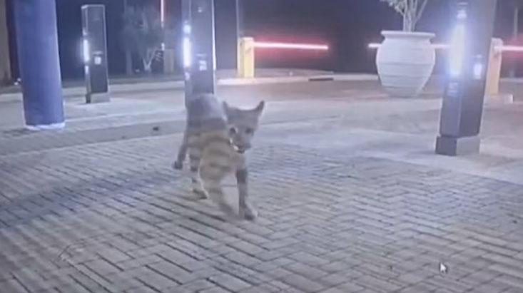 Onça é vista na frente de condomínio na região de Londrina