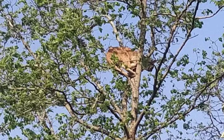 Onça-parda é resgatada após subir em árvore de 20 metros no Paraná