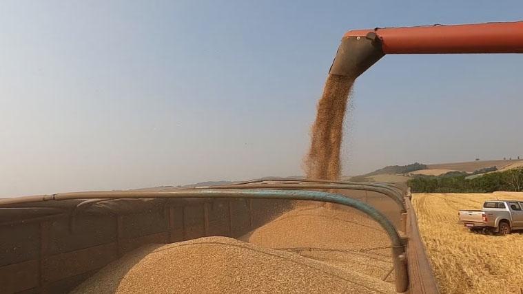 Pela primeira vez, propriedade do Paraná recebe três safras em um ano