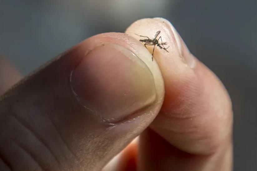 Câmara de Londrina cria frente parlamentar de combate a Dengue