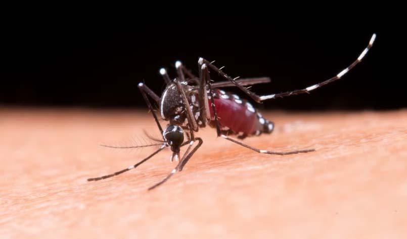 Paraná registra duas novas mortes por dengue e mais de 1.700 novos casos da doença em uma semana