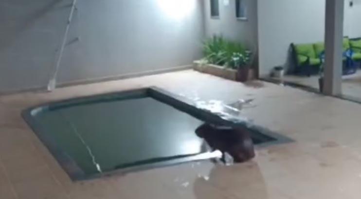 Capivara invade casa e dá mergulho em piscina antes de ser capturada