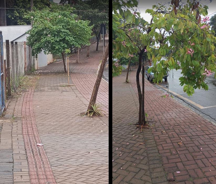 Vereador pede poda de árvores no entorno do CAIC na Vila Esperança