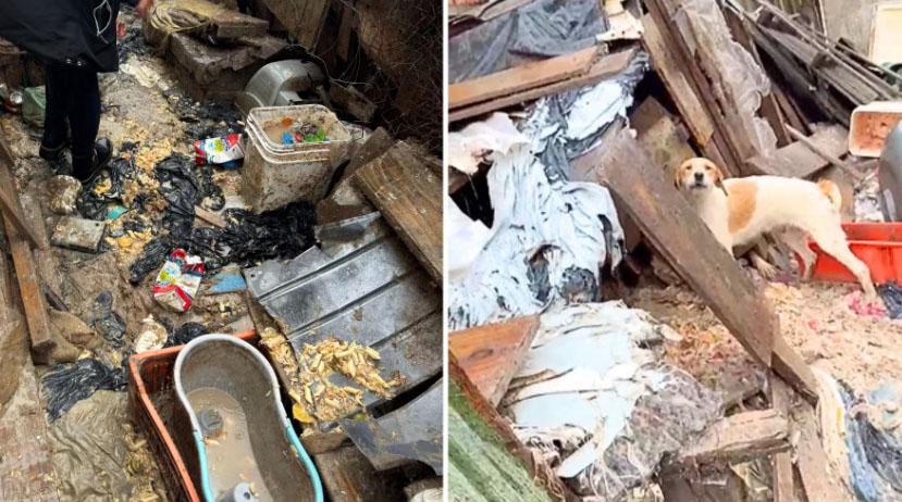'Abrigava 37 cachorros em meio a fezes, restos de comida e lixo': homem é preso por maus-tratos no Paraná, diz delegada