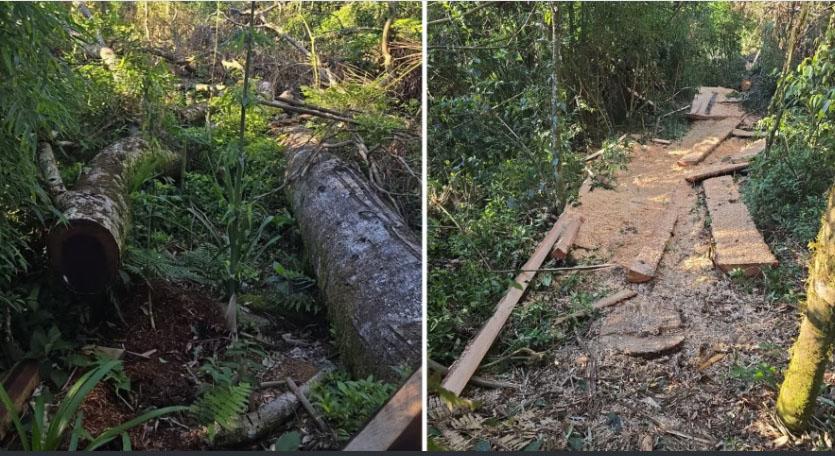 Indígenas são presos no PR por corte ilegal de árvores ameaçadas de extinção para comércio clandestino, diz Polícia Federal