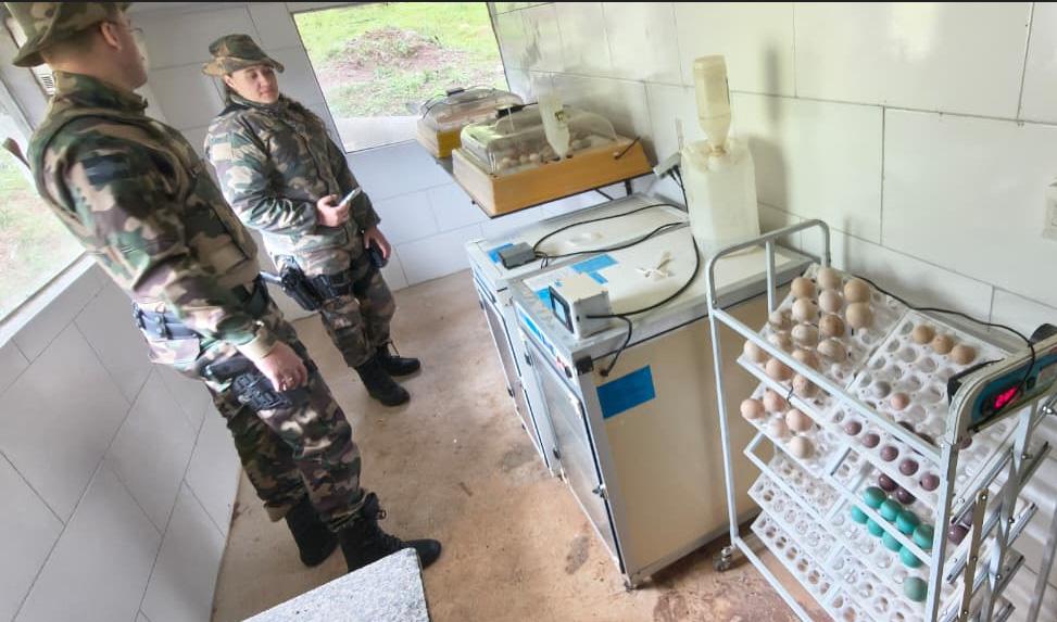 Operação nacional prende 18 pessoas pelo tráfico de fauna silvestre em 11 estados