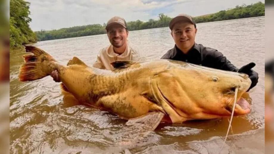 Peixe gigante de 100 kg é capturado em rio do Paraná e pode bater recorde
