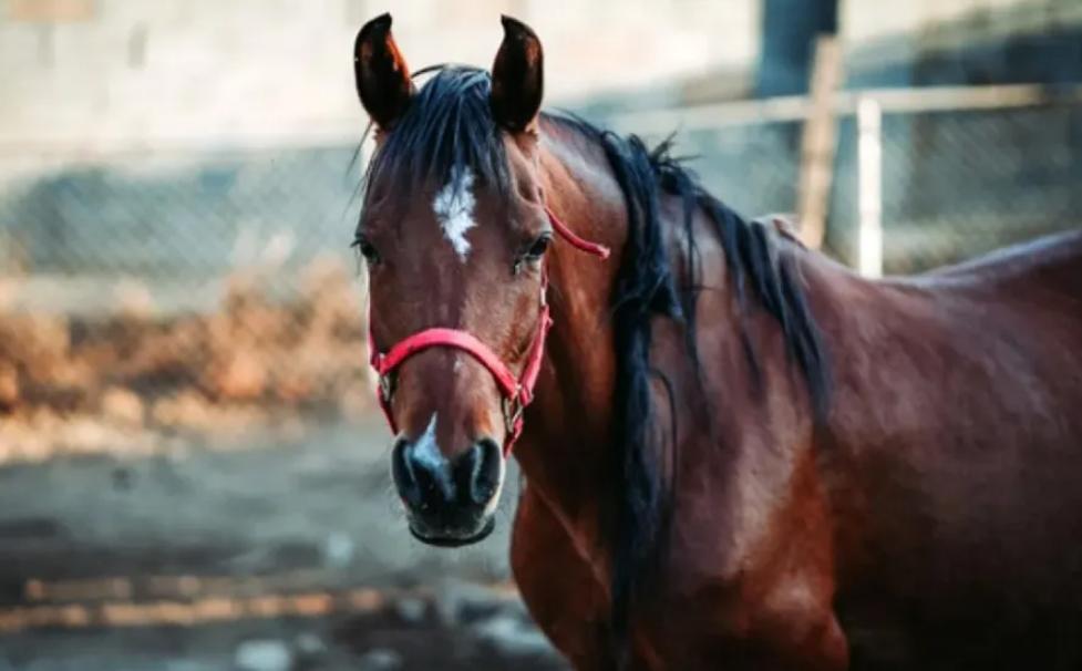 Prefeitura reajusta contrato com empresa que recolhe animais de grande porte abandonados nas ruas