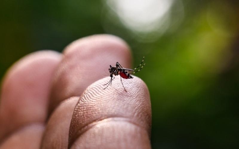 Boletim da dengue: Ibiporã não registra novos casos da doença desde 3/3