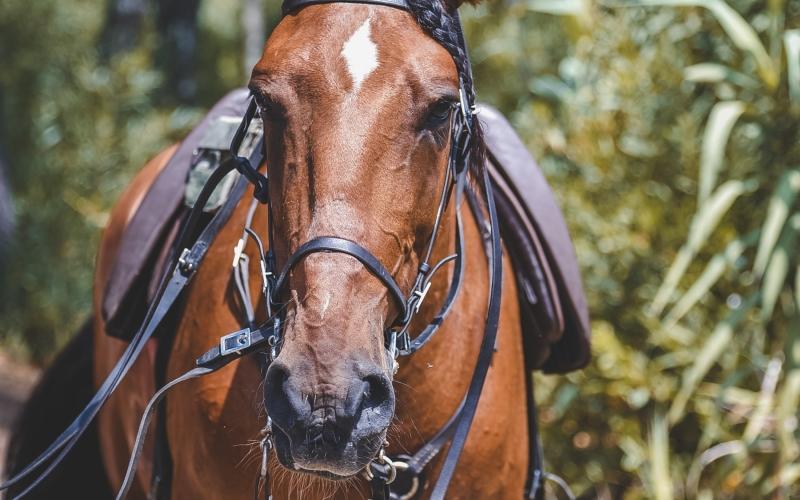 Prefeitura orienta sobre como denunciar animais de grande porte soltos nas ruas