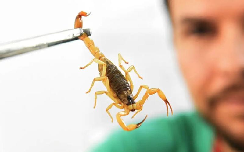 Ibiporã registra em quatro meses o mesmo número de acidentes com escorpião de todo o ano anterior