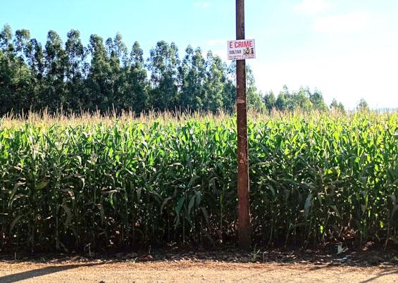 Moradores do Balneário Tibagi, em Ibiporã, mobilizam-se contra o abandono de cães e gatos utilizando placas de alerta sobre a legislação federal de proteção animal