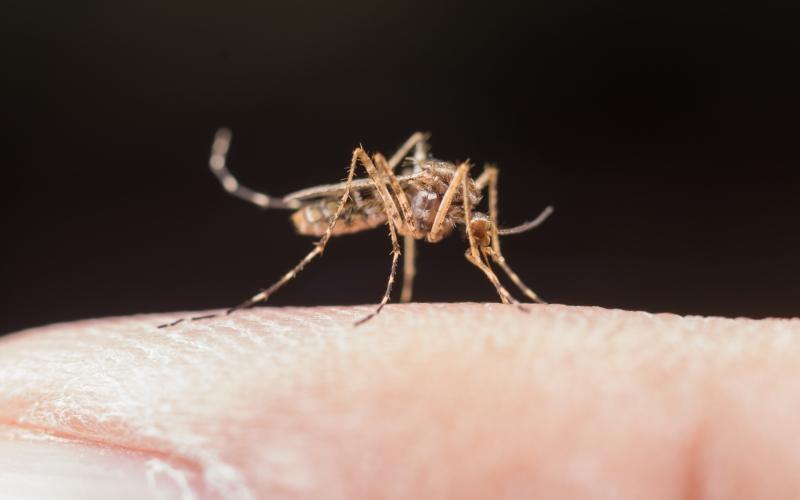 Ibiporã não registra novos casos de dengue há quase um mês